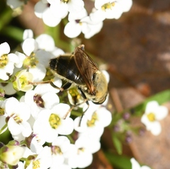 Pterallastes thoracicus