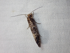 Moerarchis inconcisella