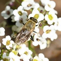 Pterallastes thoracicus