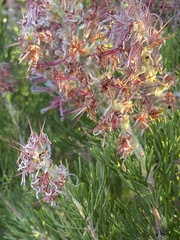 Paranomus bracteolaris