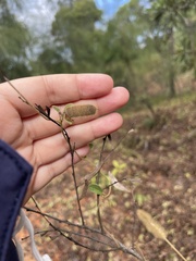 Cajanus scarabaeoides