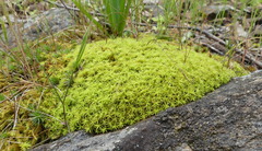 Pseudocrossidium crinitum