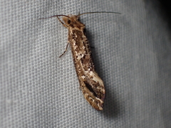 Moerarchis inconcisella