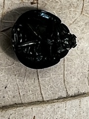 Cucujiformia