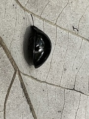 Cucujiformia