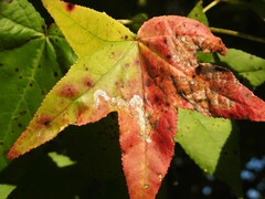 Phyllocnistis liquidambarisella