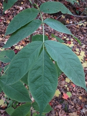Sambucus racemosa
