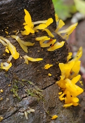 Calocera cornea