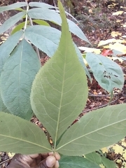 Sambucus racemosa