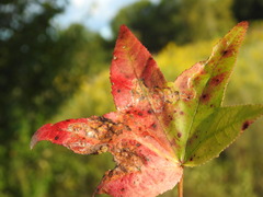 Phyllocnistis liquidambarisella