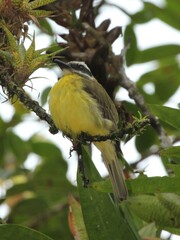 Myiodynastes hemichrysus