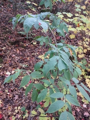 Sambucus racemosa