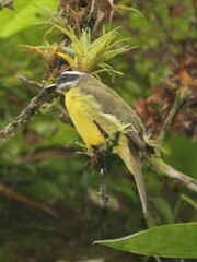 Myiodynastes hemichrysus