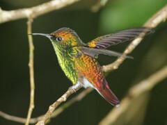 Microchera cupreiceps