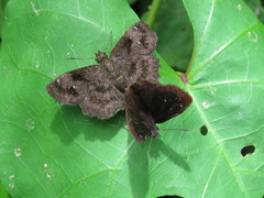 Staphylus ascalaphus