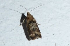 Anisoplaca acrodactyla