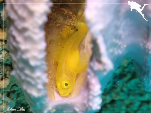 Lubricogobius ornatus observed 2022-11-06
