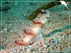 Amblyeleotris stenotaeniata