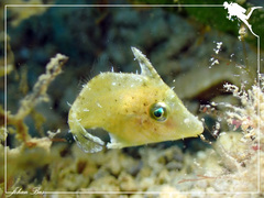 Acreichthys tomentosus