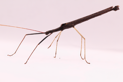 Pseudophasma flavipes