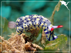 Hypselodoris infucata