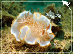 Glossodoris rufomarginata