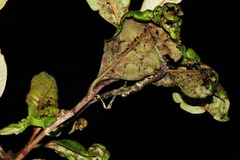 Pterinoxylus eucnemis