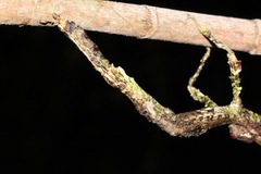 Pterinoxylus eucnemis