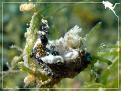 Goniodoris joubini