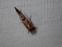 Moerarchis inconcisella