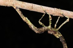 Pterinoxylus eucnemis