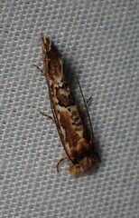 Moerarchis inconcisella