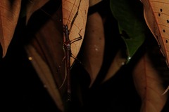 Pseudophasma andreaszomproi