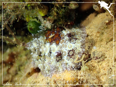 Carminodoris estrelyado