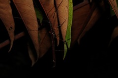 Pseudophasma andreaszomproi