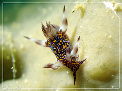 Trapania miltabrancha