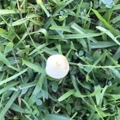 Conocybe apala albipes