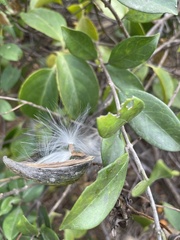 Strophanthus divaricatus
