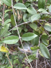 Strophanthus divaricatus