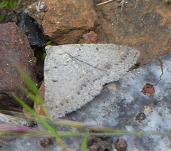 Taxeotis reserata