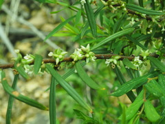 Pimelea axiflora