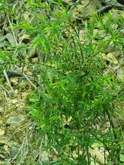 Pimelea axiflora