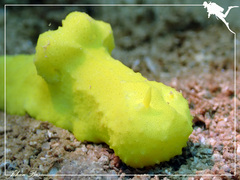 Notodoris citrina