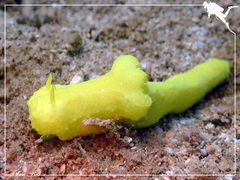 Notodoris citrina