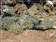 Cymbacephalus beauforti