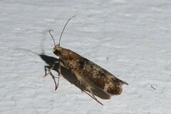 Anisoplaca acrodactyla