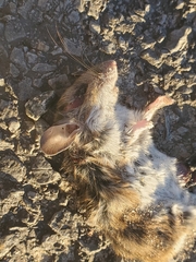 Peromyscus leucopus