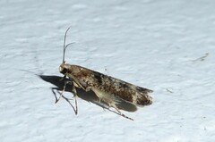 Anisoplaca acrodactyla