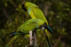 Aratinga nenday