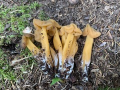 Leotia lubrica image